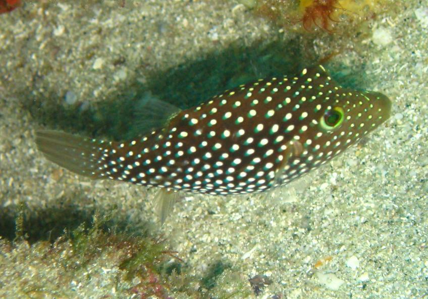 Canthigaster punctatissima